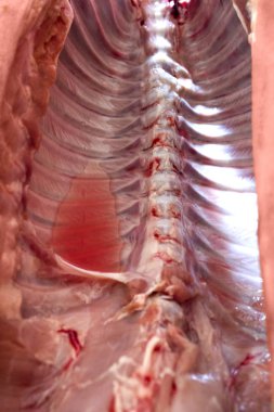 domuz domuz eti et karkas