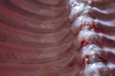 domuz domuz eti et karkas