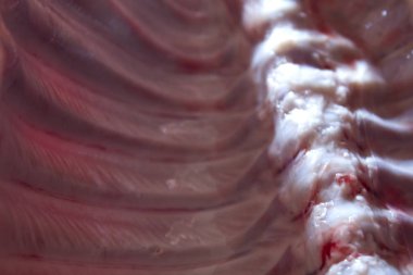 domuz domuz eti et karkas