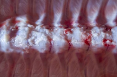 domuz domuz eti et karkas