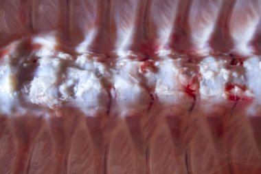 domuz domuz eti et karkas