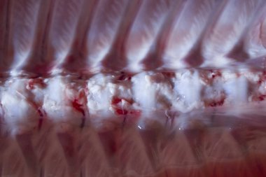 domuz domuz eti et karkas