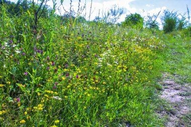 kır çiçeği çim doğa