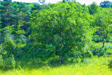 orman ağacı çayır Bahçe