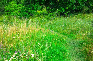 orman ağacı çayır Bahçe