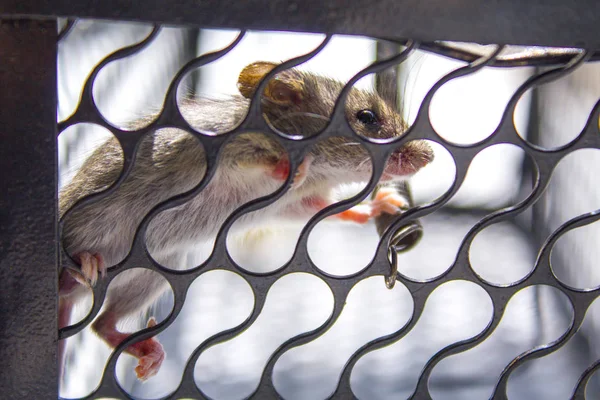 Myszy Klatki Catch Zwierzętom — Zdjęcie stockowe