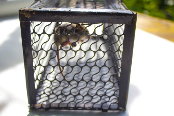 Souris Cage Attraper Animal Domestique — Photo