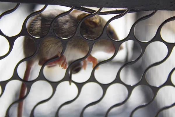 Souris Cage Attraper Animal Domestique — Photo