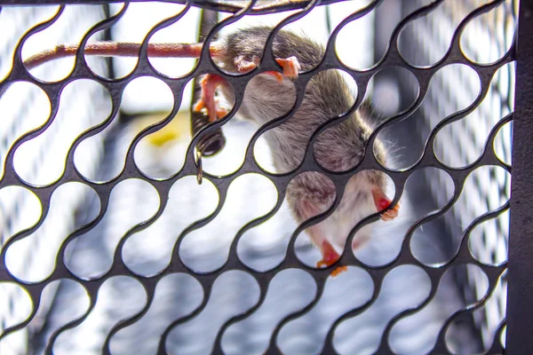 Jaula Del Ratón Captura Mascota —  Fotos de Stock