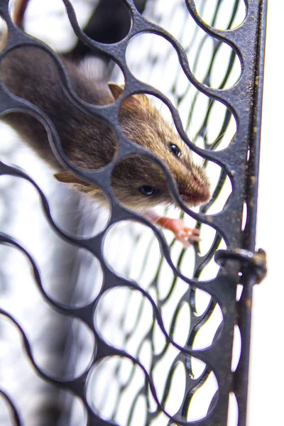 mouse cage catch pet