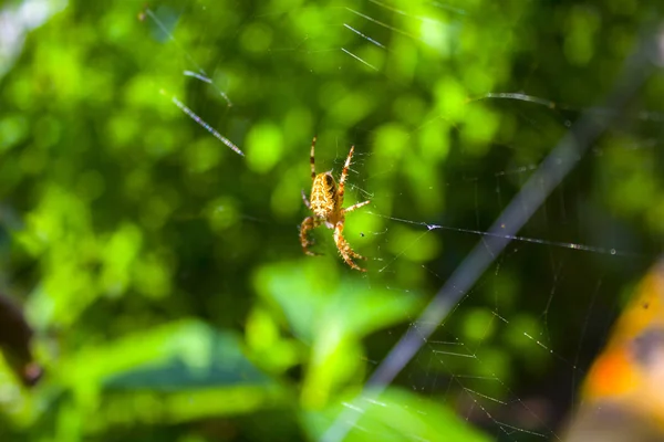 Örümcek Net Web Doğa — Stok fotoğraf