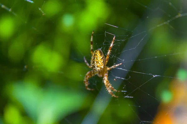 Örümcek Net Web Doğa — Stok fotoğraf