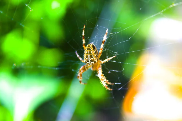 Spider Net Web Natuur — Stockfoto