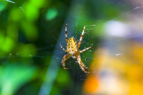Charakter Sieci Web Spider — Zdjęcie stockowe