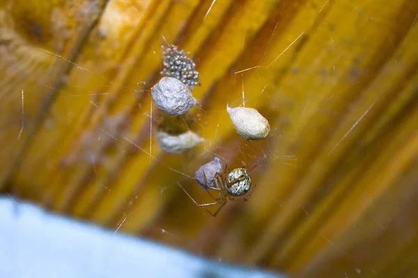 Spider Net Web Natuur — Stockfoto