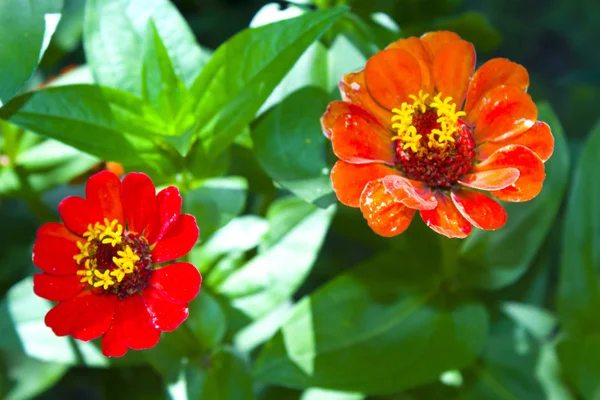 赤い花カモミール ガーデン — ストック写真