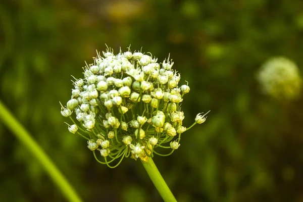 Weiße Zwiebelblume Natur — Stockfoto