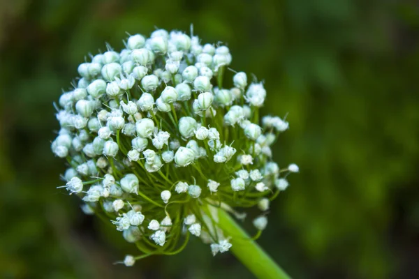 Cebola Branca Flor Natureza — Fotografia de Stock