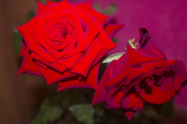 Red Rose Flower Plant — Stock Photo, Image