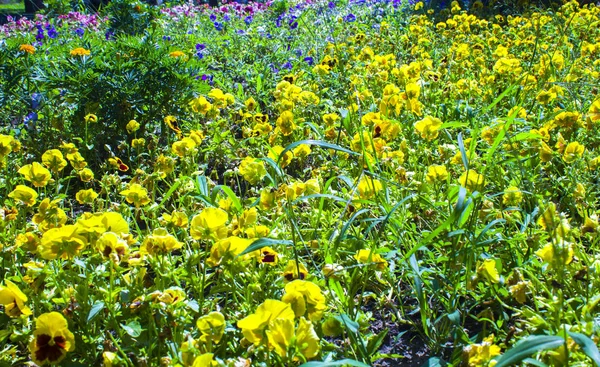 Camomila Flor Selvagem Amarela — Fotografia de Stock