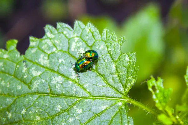 Zwei Grüne Käfer Insekt — Stockfoto