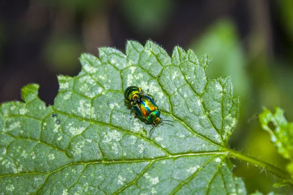 two green beetles insect