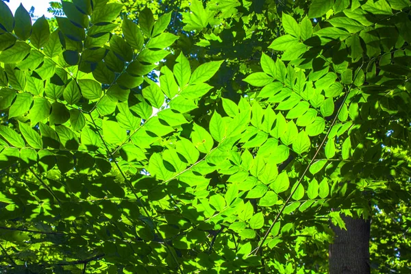 Groene Bladeren Bush Tak — Stockfoto