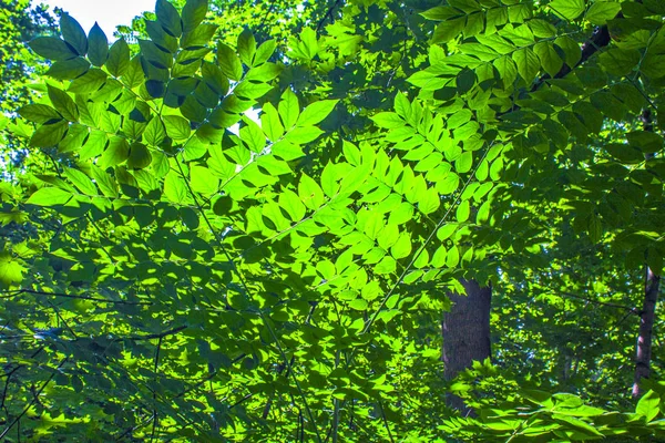 Ramo Arbusto Folhas Verdes — Fotografia de Stock