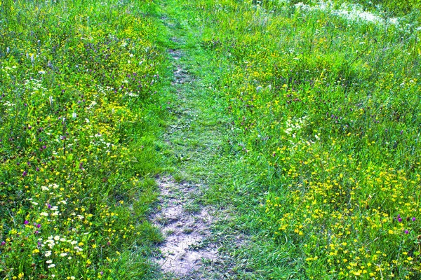 País Caminho Estrada Natureza — Fotografia de Stock