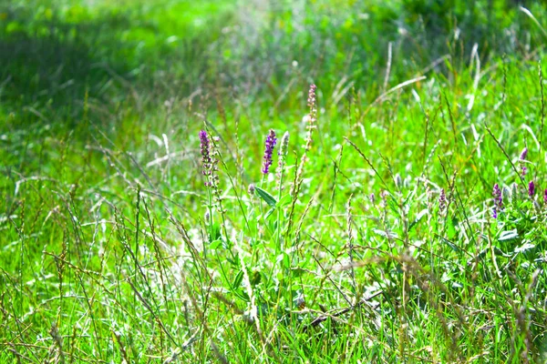 kır çiçeği çim doğa