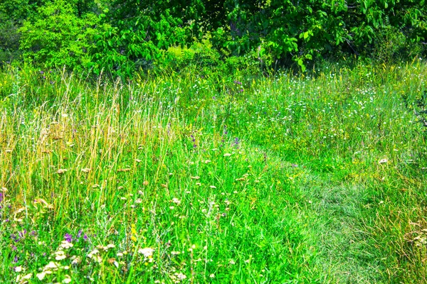 Wald Baum Wiese Garten — Stockfoto