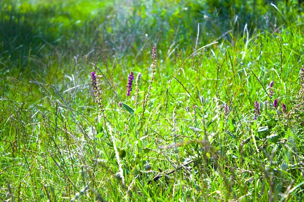 Prado Wildflower Grama Natureza — Fotografia de Stock