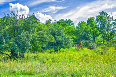 orman ağacı çayır Bahçe