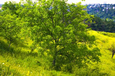 orman ağacı çayır Bahçe