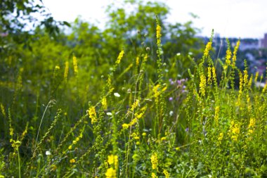 kır çiçeği çim doğa