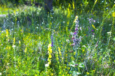 kır çiçeği çim doğa