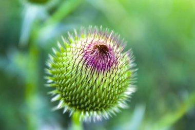 Dulavratotu çiçek bitki doğa