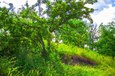orman ağacı çayır Bahçe