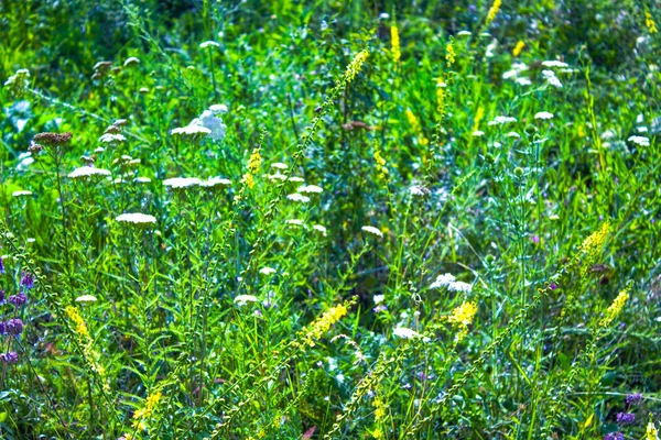Wiese Wildblumen Gras Natur — Stockfoto