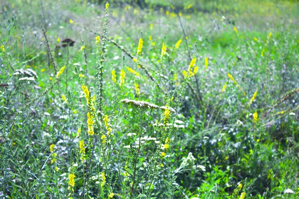 Ängen Wildflower Gräs Natur — Stockfoto