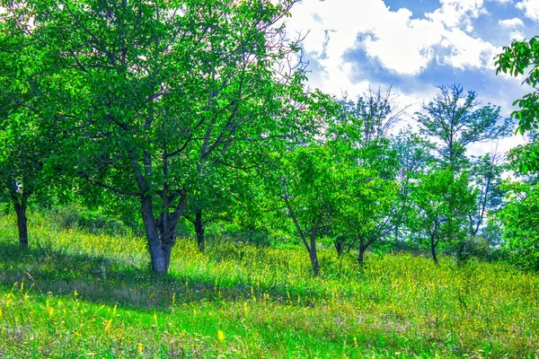 Las Drzewo Ogród Łąka — Zdjęcie stockowe