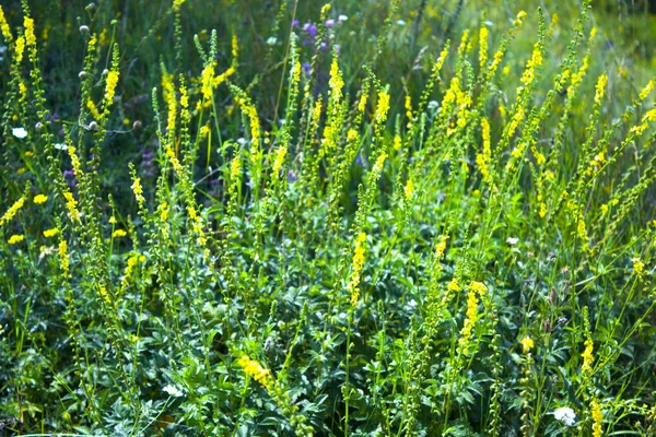 Ängen Wildflower Gräs Natur — Stockfoto