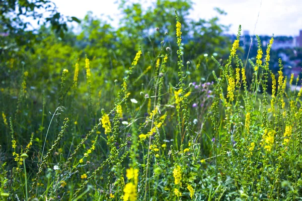 Prairie Herbe Fleurs Sauvages Nature — Photo
