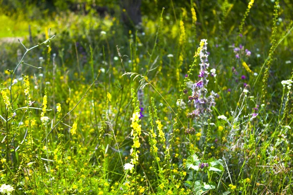 Meadow Wildflower Grass Nature — Stock Photo, Image