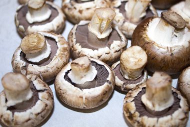 mantar champignon doku arka plan 