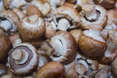 mantar champignon doku arka plan 