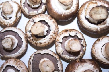 mantar champignon doku arka plan 