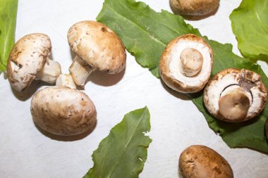 mantar champignon doku arka plan 