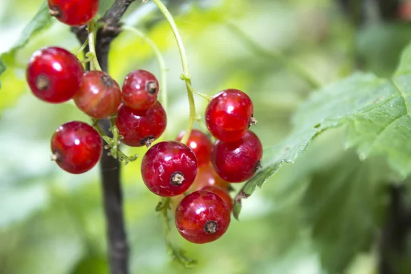 Merah Currant Berry Bush — Stok Foto