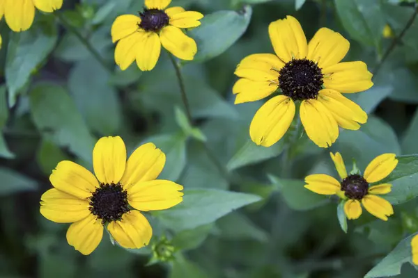 Rudbeckia Sarı Büyük Çiçek Bitki — Stok fotoğraf